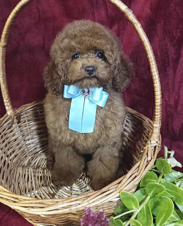 Собаки в Москве: Тэдди-мишка той пудель Мальчик, 100 000 руб. - фото 2