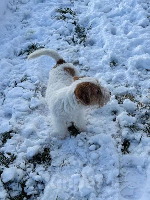 Собаки в Санкт-Петербурге: Марекс Солар Марио Мальчик, 80 000 руб. - фото 6