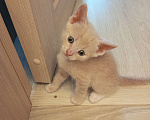 Кошки в Орле: Котята Мальчик, 500 руб. - фото 3