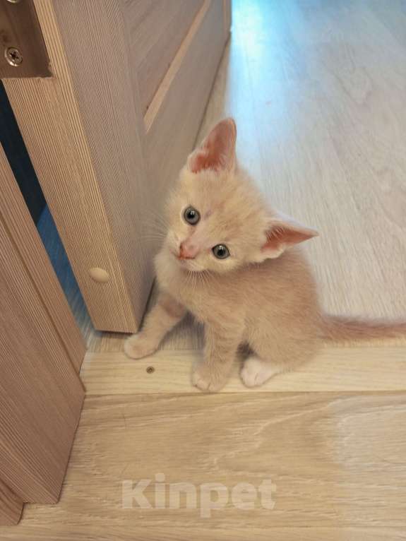 Кошки в Орле: Котята Мальчик, 500 руб. - фото 3