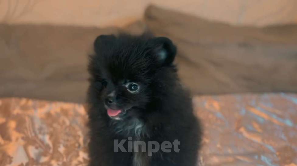 Собаки в Люберцах: Ищут семью 2 девочки и один мальчик  Девочка, 40 000 руб. - фото 1