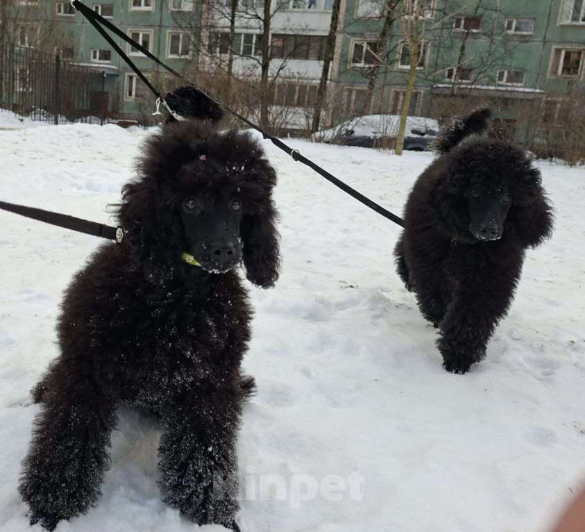 Собаки в Санкт-Петербурге: Пудель средний, сука черного окраса Девочка, 90 000 руб. - фото 5