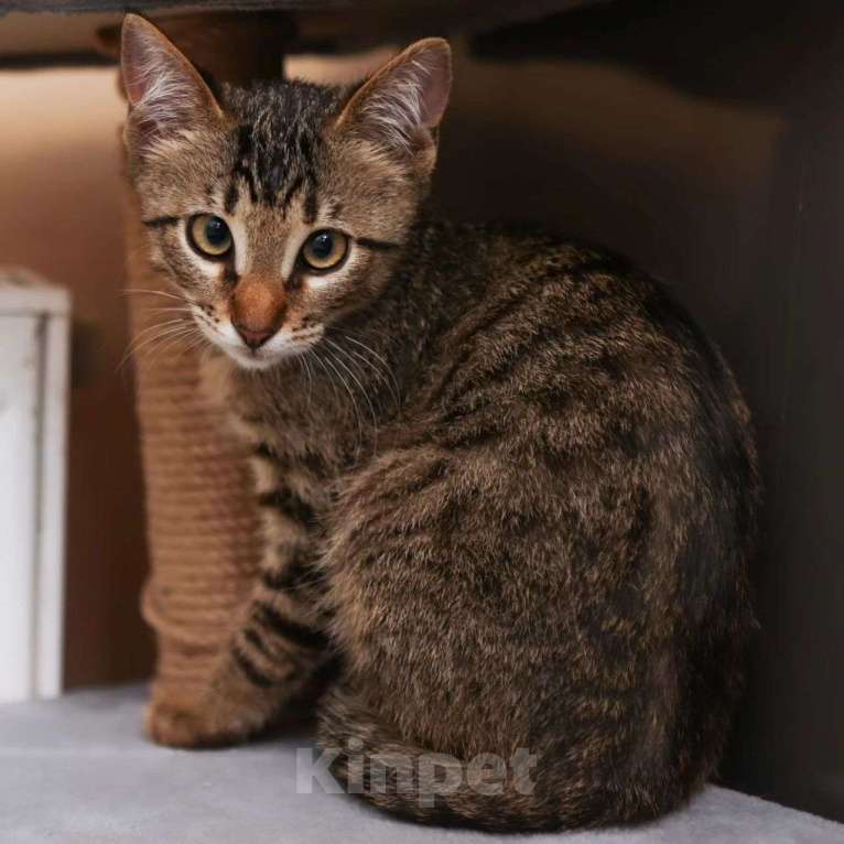 Кошки в Москве: Камышика никто не замечает Мальчик, Бесплатно - фото 3