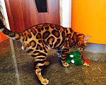 Кошки в Новом Уренгое: Элитные бенгальские котята, 65 000 руб. - фото 2
