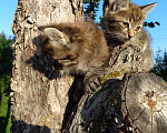 Кошки в Иваново: Отдадим в добрые руки двух замечательных котят. Мальчик, 1 руб. - фото 8