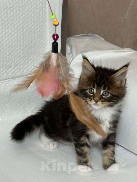 Кошки в Новосибирске: Шикарный кот Мальчик, 50 000 руб. - фото 2