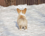 Собаки в Белоозёрском: Вельш корги пемброка щенок Мальчик, 100 000 руб. - фото 4