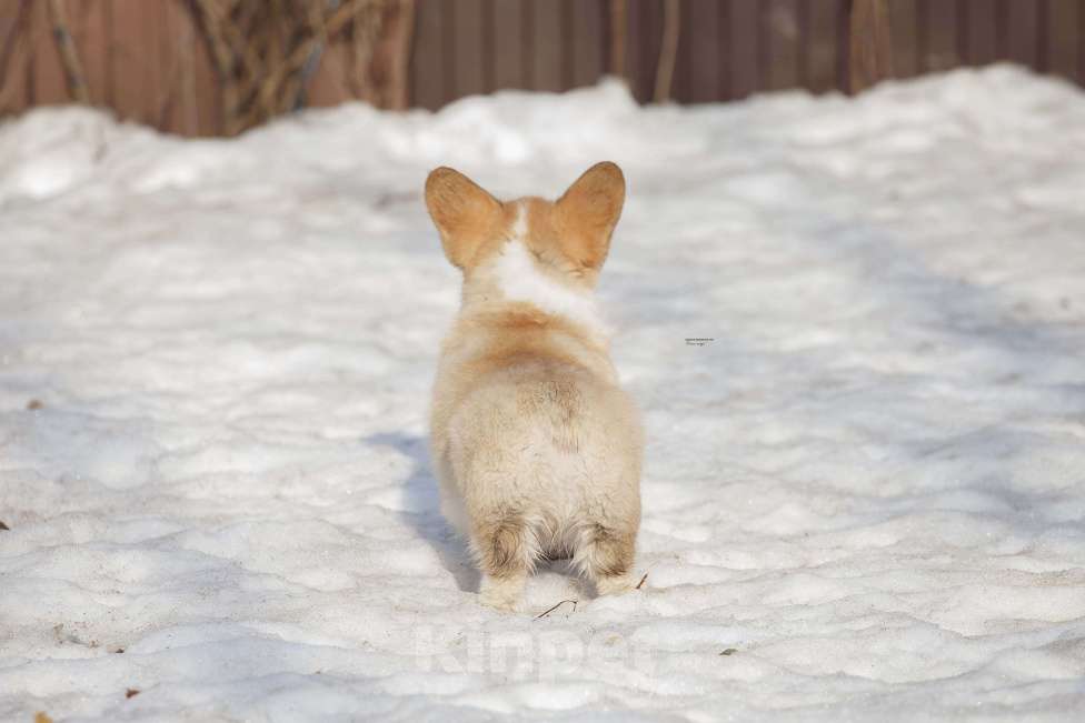 Собаки в Белоозёрском: Вельш корги пемброка щенок Мальчик, 100 000 руб. - фото 4