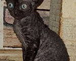 Кошки в Новосибирске: Очаровательыне котята девон рекса  Девочка, Бесплатно - фото 2