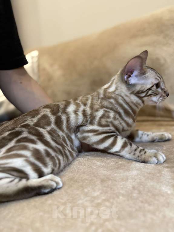 Кошки в Москве: Бенгальский котенок (девочка) Девочка, 40 000 руб. - фото 7