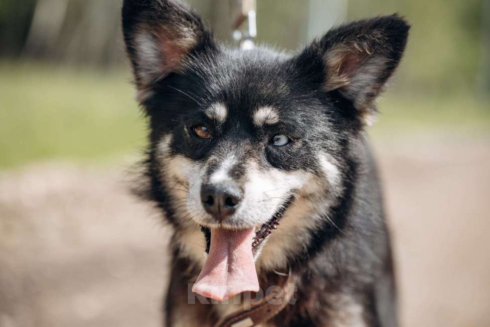 Собаки в Москве: маленькая собачка в добрые руки! Девочка, Бесплатно - фото 2