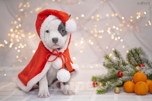 Собаки в Москве: Голубые щенки амстаффа из питомника Мальчик, 100 000 руб. - фото 4