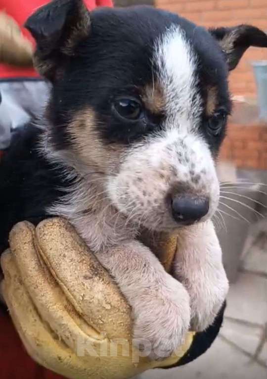 Собаки в Москве: в добрые руки Девочка, Бесплатно - фото 1