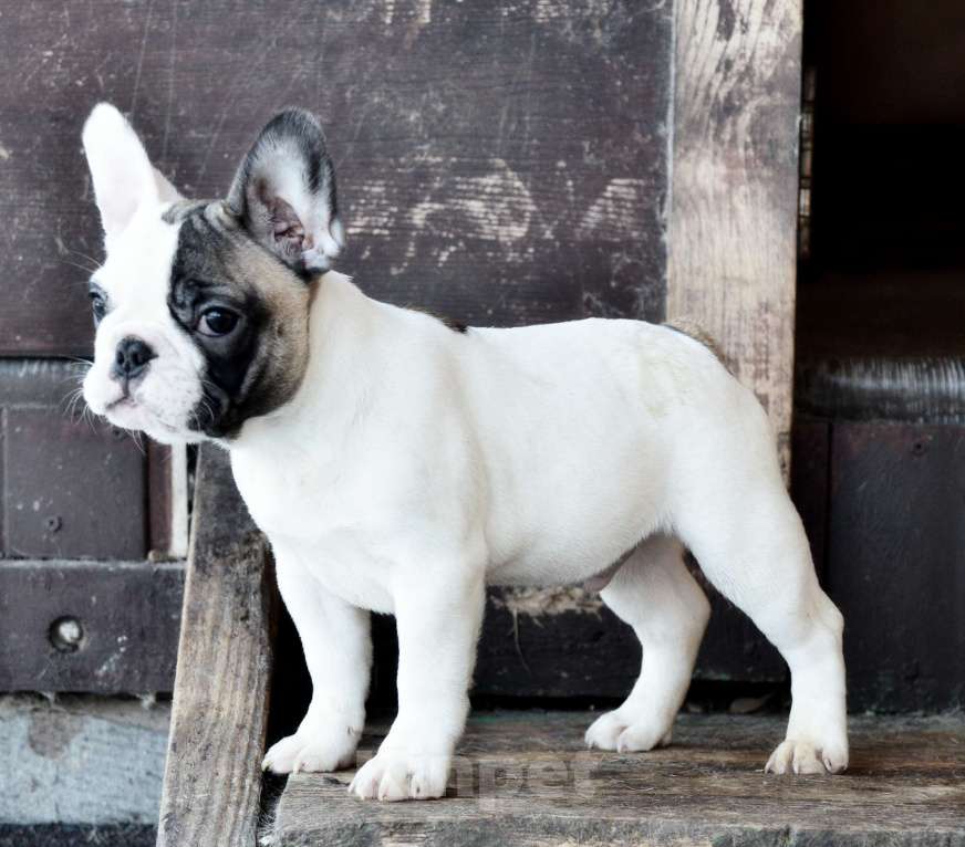 Собаки в Старом Купавне: Щенок Французский бульдог Мальчик, Бесплатно - фото 2