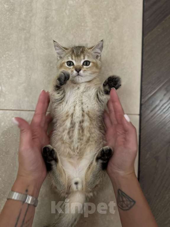 Кошки в Краснодаре: Шотландская золотая шиншилла  Девочка, 15 000 руб. - фото 3