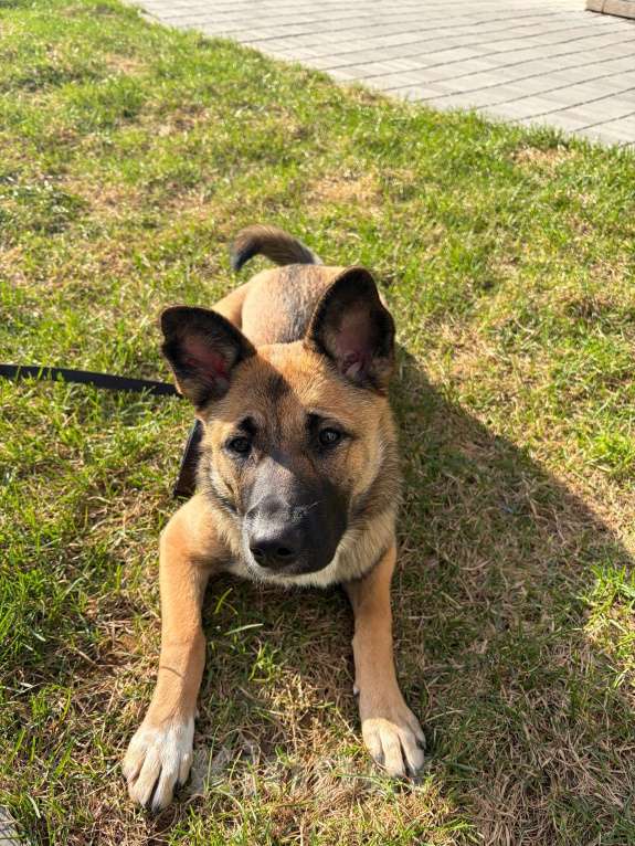 Собаки в Москве: Метис овчарки в добрый руки Девочка, Бесплатно - фото 1