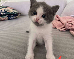 Кошки в Одинцово: Котята родились 17 июня.  Мать беспородная, отец британец  Мальчик, 1 руб. - фото 1