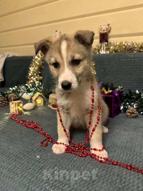 Собаки в Лосином-Петровском: Эдвин якутенок  Мальчик, Бесплатно - фото 5