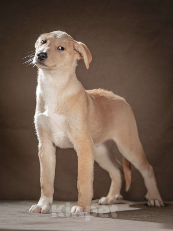 Собаки в Клине: Марли — верный друг готов следовать за вами по пятам Мальчик, Бесплатно - фото 2