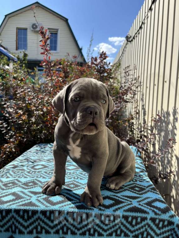 Собаки в Волгограде: Итальянский кане корсо, девочка Девочка, 60 000 руб. - фото 2