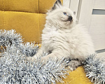 Кошки в Москве: Милейшая девочка Рэгдолл Девочка, 70 000 руб. - фото 4