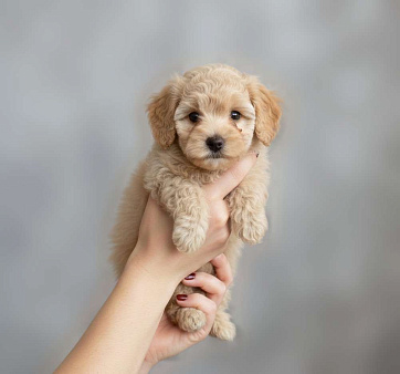 Мальтипу F1 премиум мини