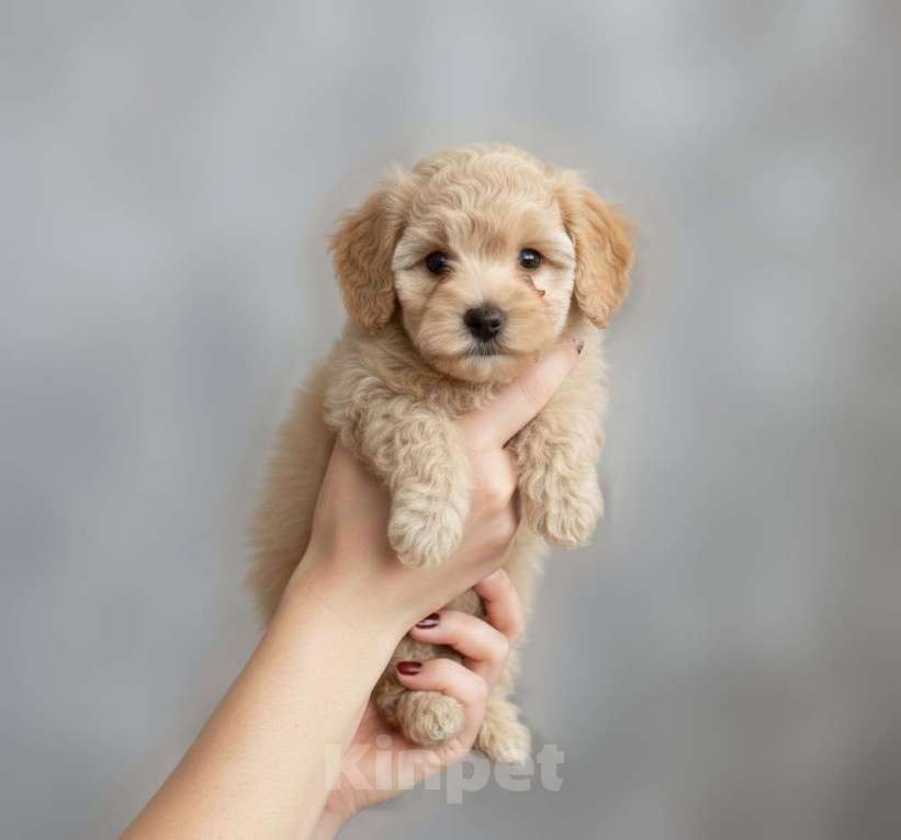 Собаки в Москве: Мальтипу F1 премиум мини Мальчик, 100 000 руб. - фото 1