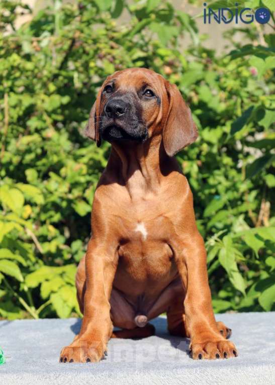 Собаки в Санкт-Петербурге: Щенок родезийский риджбек. Пет класс. Породный питомник. Мальчик, 50 000 руб. - фото 2