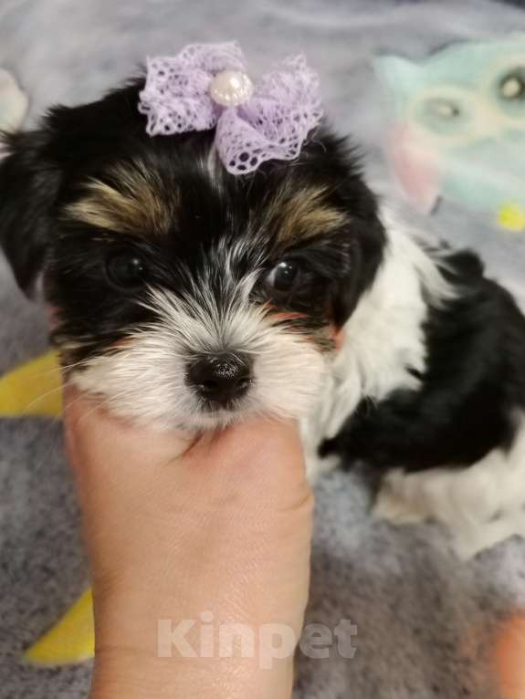 Собаки в Азове: Щенки бивер терьера три мальчика и одна девочка Разнополые, Бесплатно - фото 2