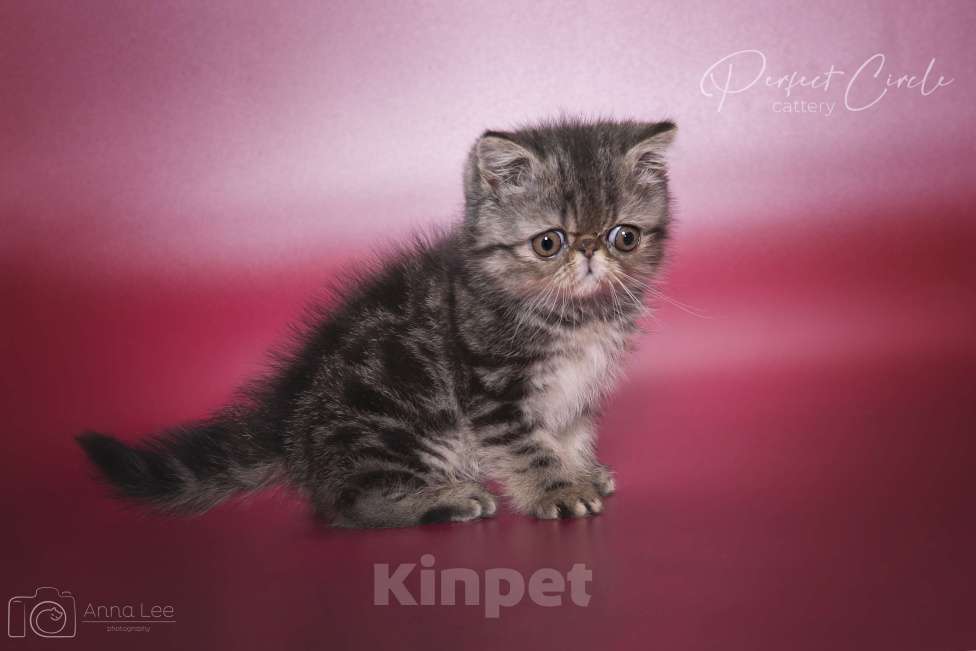 Кошки в Санкт-Петербурге: Экзотический мальчик Мальчик, 45 000 руб. - фото 5