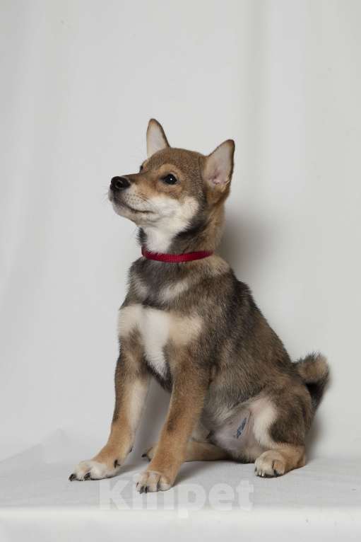 Собаки в Москве:  Предлагаем вашему вниманию щенков породы Сиба-ину! Мальчик, 80 000 руб. - фото 6