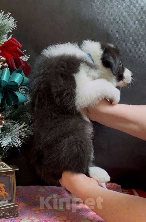 Собаки в Москве: Бордер колли щенок Мальчик, 70 000 руб. - фото 7