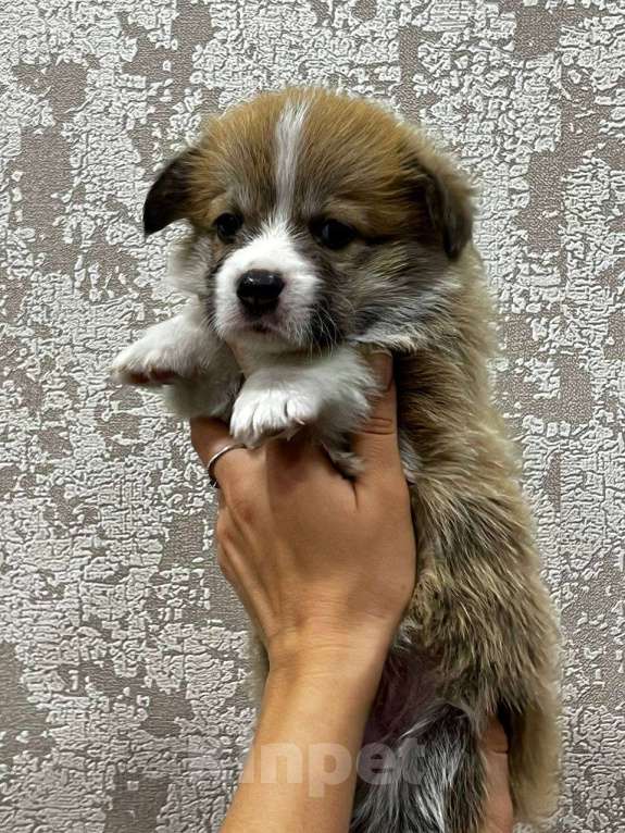 Собаки в Цимлянске: Вельш Корги Пемброк от лучшего питомника Юга-России! Девочка, Бесплатно - фото 2