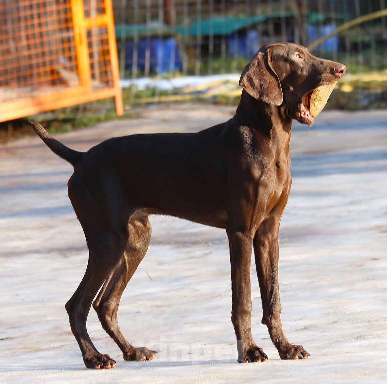 Собаки в других городах Московской области: Щенок  курцхаар Мальчик, 150 000 руб. - фото 4