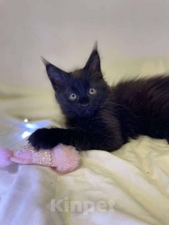 Кошки в Ижевске: Мейн-кун котенок девочка Девочка, 40 000 руб. - фото 3