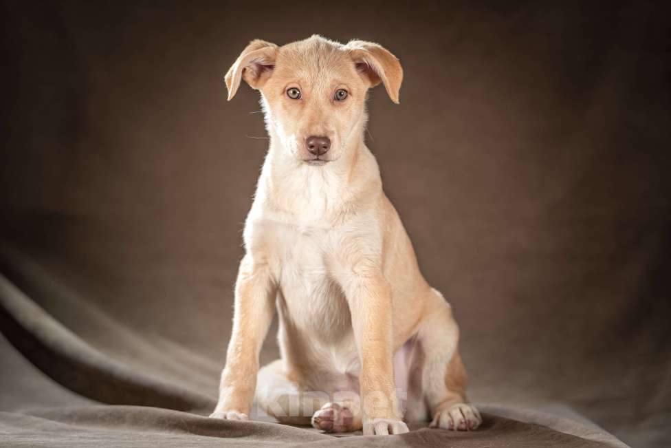 Собаки в Клине: Мейбл — нежная малышка, которая готова подарить вам всю свою любовь Девочка, Бесплатно - фото 4