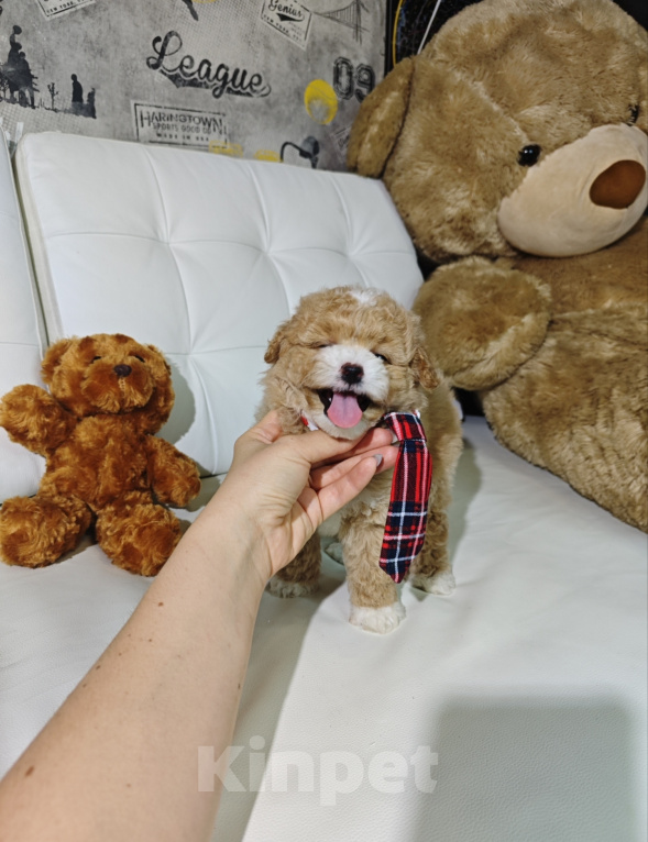 Собаки в Москве: Мальтипу мальчик в типе Тедди 🐻 Мальчик, 150 000 руб. - фото 2