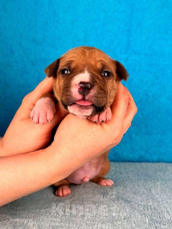 Собаки в Москве: Шикарный парень амстаффа Мальчик, 80 000 руб. - фото 2