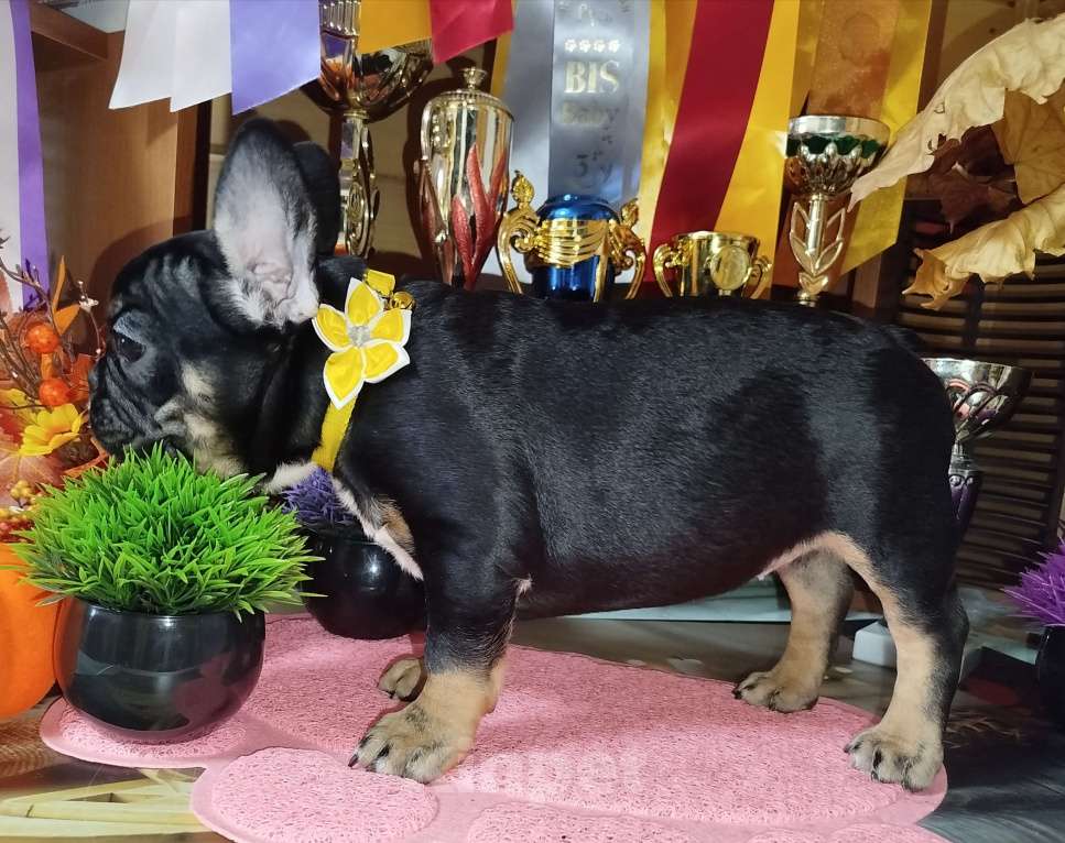 Собаки в Владимире: Девочка французский бульдог  Девочка, 100 000 руб. - фото 3