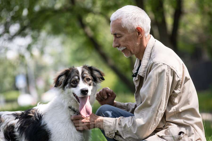 Собаки в Москве: Знакомьтесь – наш замечательный пёс Левушка, который мечтает о любящей семье! Мальчик, Бесплатно - фото 4