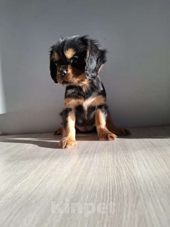 Собаки в Феодосии: Шикарная девочка ККЧС Девочка, 100 000 руб. - фото 4