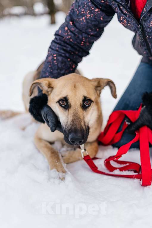 Собаки в Москве: Самая вежливая собака - Герда ищет дом Девочка, Бесплатно - фото 2