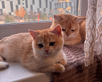 Кошки в Тюмени: Котёнок золотая шиншилла Девочка, 40 000 руб. - фото 6