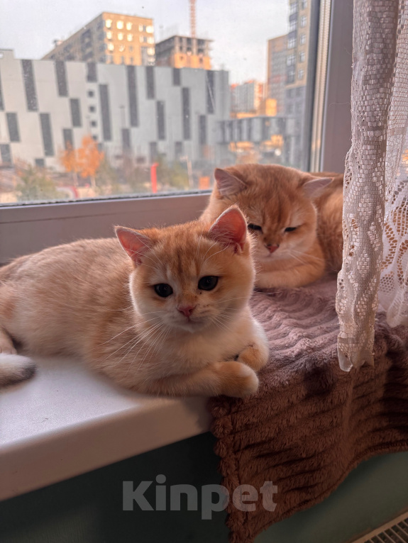 Кошки в Тюмени: Котёнок золотая шиншилла Девочка, 40 000 руб. - фото 6