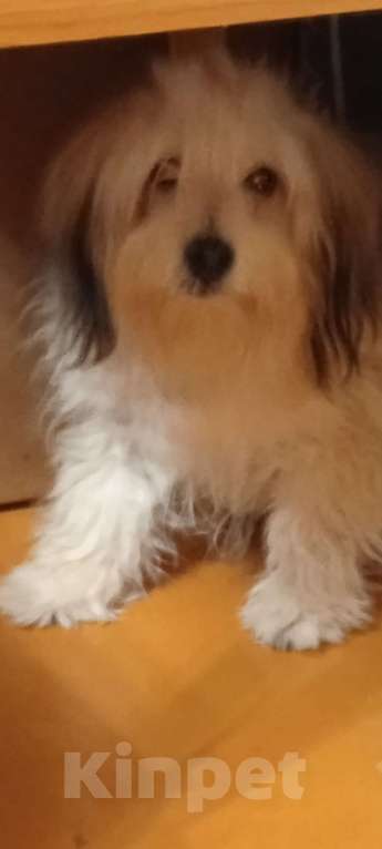 Собаки в Самаре: Продам Мальчик, 80 000 руб. - фото 3