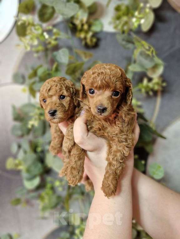 Собаки в Москве: Той-пудель, красные девочки Девочка, Бесплатно - фото 3