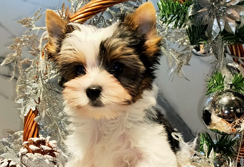 Маленький джентльмен Ролекс