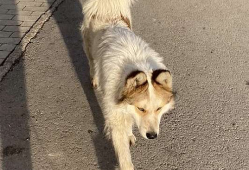 Объявление: Потерялась собака в районе Телецентра, Бесплатно, Уфа