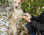 Собаки в Москве: Метис фараоновой собаки ищет дом! Щенок в добрые руки! Девочка, Бесплатно - фото 4