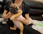 Собаки в Москве: Щенки французского бульдога Девочка, 60 000 руб. - фото 4